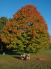 2013_10_13_-_037_-_Nikon_D70.JPG