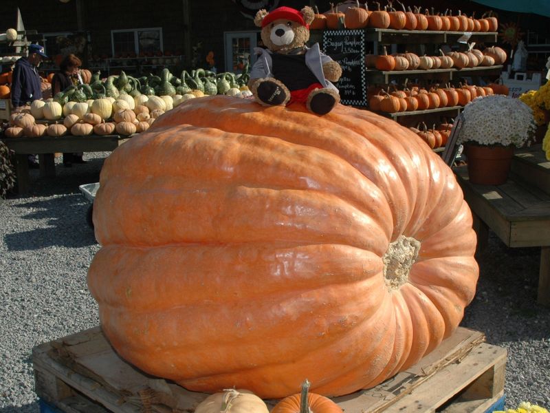 2013_10_26_-_016_-_Nikon_D70.JPG