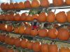 2013_10_26_-_010_-_Nikon_D70.JPG