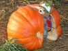 2013_10_27_-_094_-_Nikon_D70.JPG