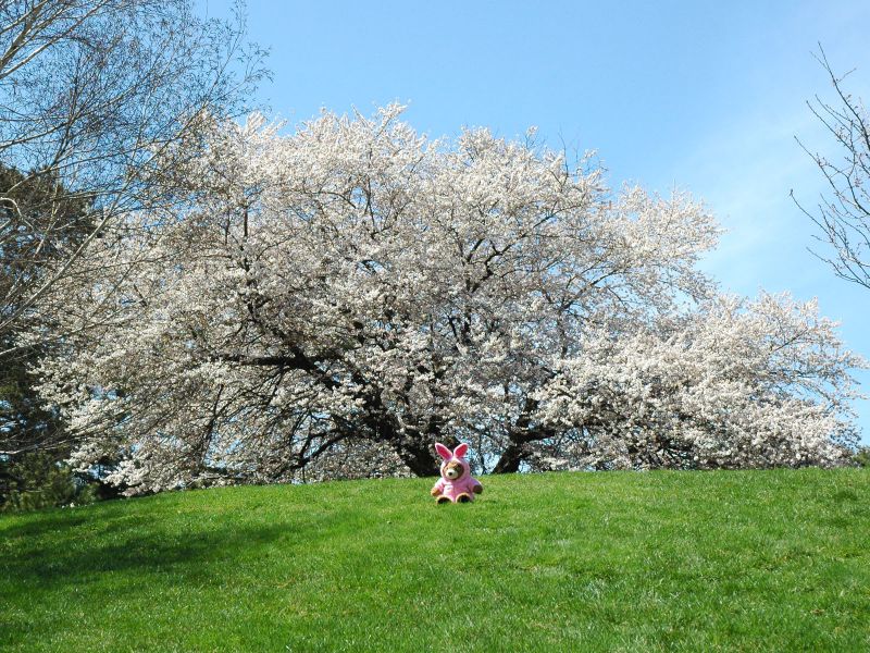 2014_04_19_-_004_-_Nikon_D70.JPG